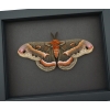 Resting Cecropia Moth Hyalophora cecropia Male XL 5 inch Wingspan Excellent Color Framed Moonlight Display