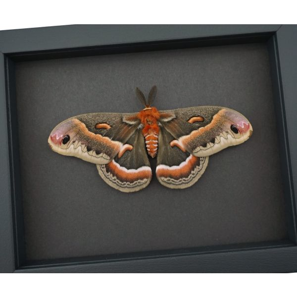 Resting Cecropia Moth Hyalophora cecropia Male XL 5 inch Wingspan Excellent Color Framed Moonlight Display