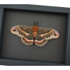 Resting Cecropia Moth Hyalophora cecropia Male XL 5 inch Wingspan Excellent Color Framed Moonlight Display