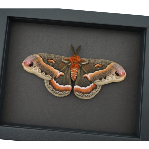 Resting Cecropia Moth Hyalophora cecropia Male XL 5 inch Wingspan Excellent Color Framed Moonlight Display