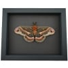 Resting Cecropia Moth Hyalophora cecropia Male XL 5 inch Wingspan Excellent Color Framed Moonlight Display