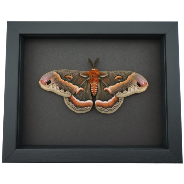 Resting Cecropia Moth Hyalophora cecropia Male XL 5 inch Wingspan Excellent Color Framed Moonlight Display