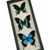 Butterfly Trio Papilio Ulysses Blumei Karna Framed Peacock Swallowtail Butterflies Taxidermy Display