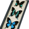 Butterfly Trio Papilio Ulysses Blumei Karna Framed Peacock Swallowtail Butterflies Taxidermy Display