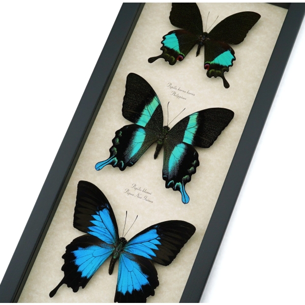 Butterfly Trio Papilio Ulysses Blumei Karna Framed Peacock Swallowtail Butterflies Taxidermy Display