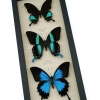 Butterfly Trio Papilio Ulysses Blumei Karna Framed Peacock Swallowtail Butterflies Taxidermy Display