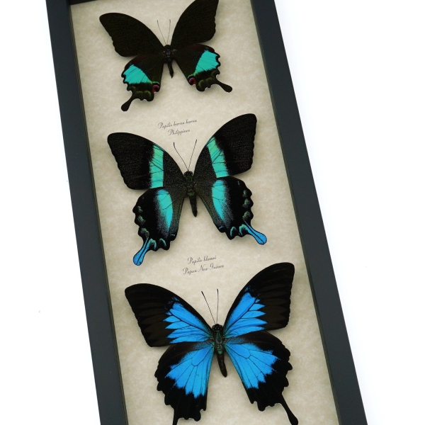 Butterfly Trio Papilio Ulysses Blumei Karna Framed Peacock Swallowtail Butterflies Taxidermy Display
