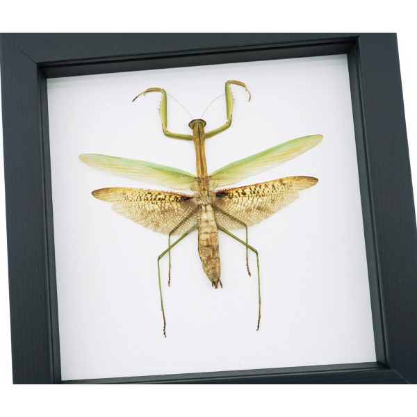 Tenodera sinensis Mottled Praying Mantis Framed Insect Taxidermy Classic Black Display