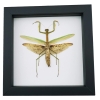 Tenodera sinensis Mottled Praying Mantis Framed Insect Taxidermy Classic Black Display