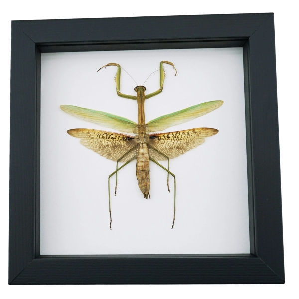Tenodera sinensis Mottled Praying Mantis Framed Insect Taxidermy Classic Black Display