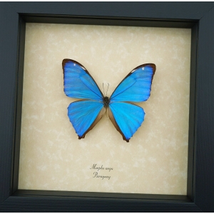 Morpho Aega Blue Morpho Butterfly Framed Taxidermy Display