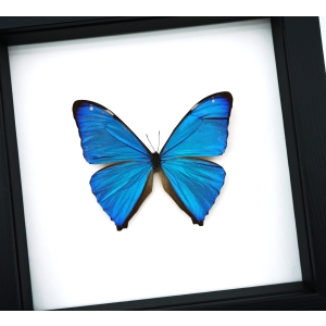 Morpho Aega Blue Morpho Butterfly Framed Taxidermy Classic Black Display