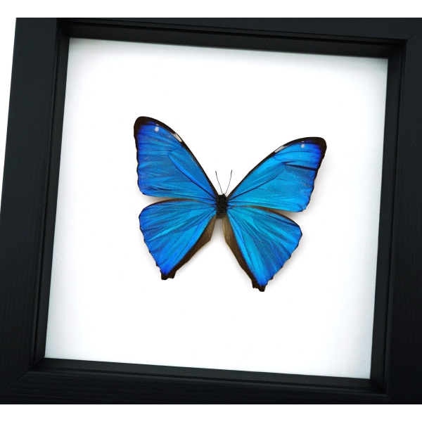 Morpho Aega Blue Morpho Butterfly Framed Taxidermy Classic Black Display