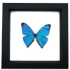 Morpho Aega Blue Morpho Butterfly Framed Taxidermy Classic Black Display