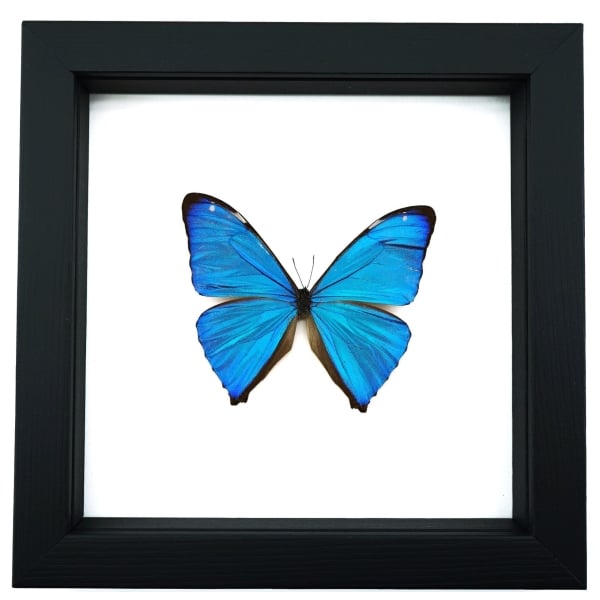 Morpho Aega Blue Morpho Butterfly Framed Taxidermy Classic Black Display