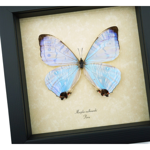 Mother Of Pearl Butterfly Morpho sulkowski Framed Taxidermy Display