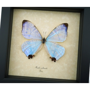 Mother Of Pearl Butterfly Morpho sulkowski Framed Taxidermy Display