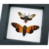 Orange Red Devil Cicada Set Framed Insect Taxidermy Classic Black Display