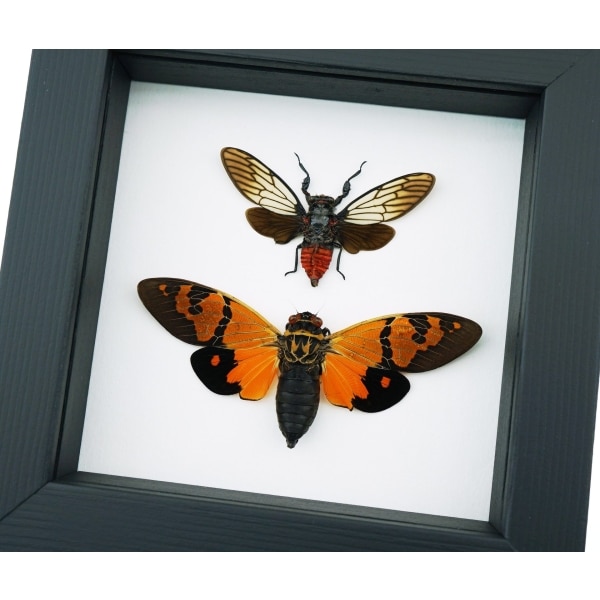 Orange Red Devil Cicada Set Framed Insect Taxidermy Classic Black Display