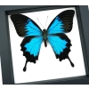 Papilio ulysses Blue Mountain Swallowtail Butterfly Classic Black Display Framed Taxidermy