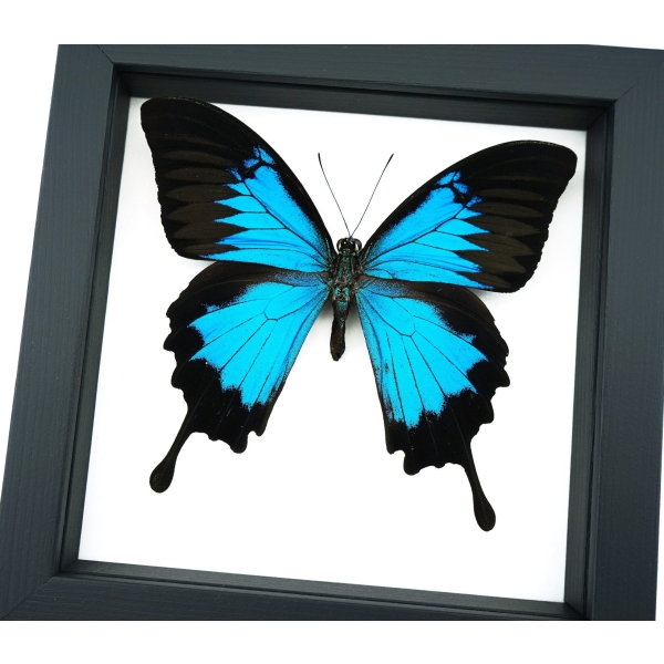 Papilio ulysses Blue Mountain Swallowtail Butterfly Classic Black Display Framed Taxidermy