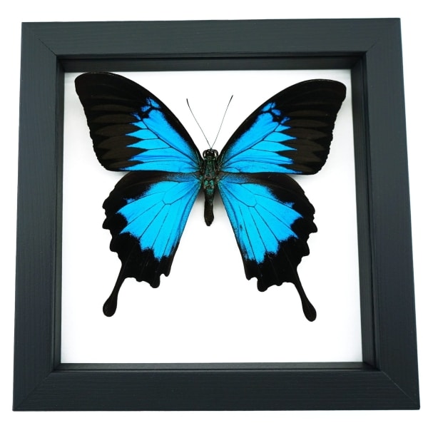 Papilio ulysses Blue Mountain Swallowtail Butterfly Classic Black Display Framed Taxidermy