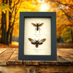 Real Wasp Red Devil Cicada Set Framed Insect Taxidermy Display