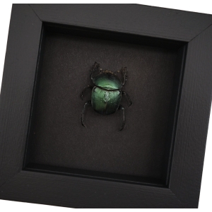 Sacred Egyptian King Scarab Beetle Framed Taxidermy Green Scarab Scarabaeus aegyptiorum Moonlight Display