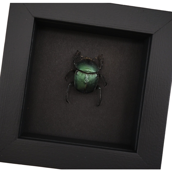 Sacred Egyptian King Scarab Beetle Framed Taxidermy Green Scarab Scarabaeus aegyptiorum Moonlight Display