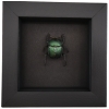 Sacred Egyptian King Scarab Beetle Framed Taxidermy Green Scarab Scarabaeus aegyptiorum Moonlight Display