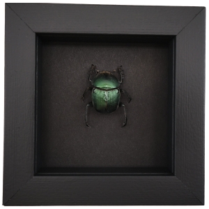 Sacred Egyptian King Scarab Beetle Framed Taxidermy Green Scarab Scarabaeus aegyptiorum Moonlight Display
