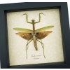 Tenodera sinensis Mottled Praying Mantis Framed Insect Taxidermy Display