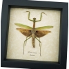 Tenodera sinensis Mottled Praying Mantis Framed Insect Taxidermy Display