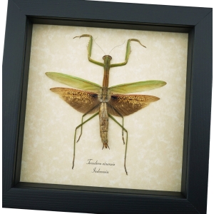 Tenodera sinensis Mottled Praying Mantis Framed Insect Taxidermy Display