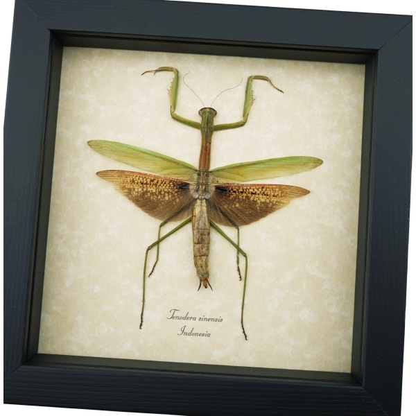 Tenodera sinensis Mottled Praying Mantis Framed Insect Taxidermy Display