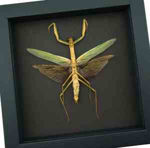 Tenodera sinensis Mottled Praying Mantis Framed Insect Taxidermy Moonlight Display