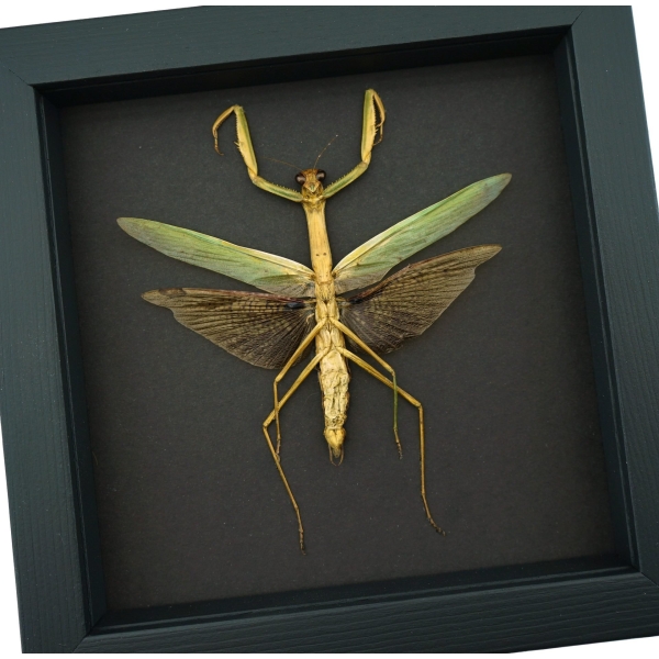 Tenodera sinensis Mottled Praying Mantis Framed Insect Taxidermy Moonlight Display