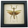 Tenodera sinensis Mottled Praying Mantis Framed Insect Taxidermy Display