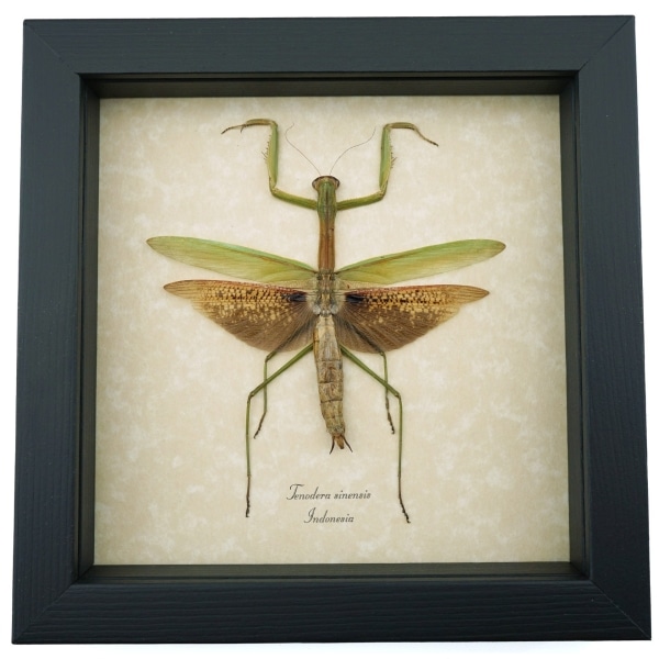 Tenodera sinensis Mottled Praying Mantis Framed Insect Taxidermy Display