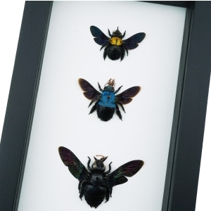 Blue Gold Rainbow Carpenter Bee Collection Xylocopa caerulea confusa latipes Female Framed Classic Black Display