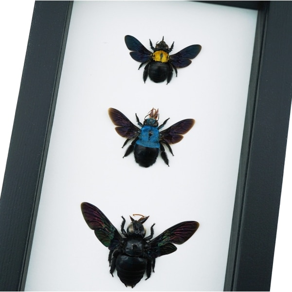 Blue Gold Rainbow Carpenter Bee Collection Xylocopa caerulea confusa latipes Female Framed Classic Black Display