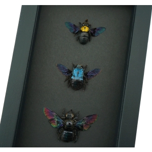 Blue Gold Rainbow Carpenter Bee Collection Xylocopa caerulea confusa latipes Female Framed Moonlight Display
