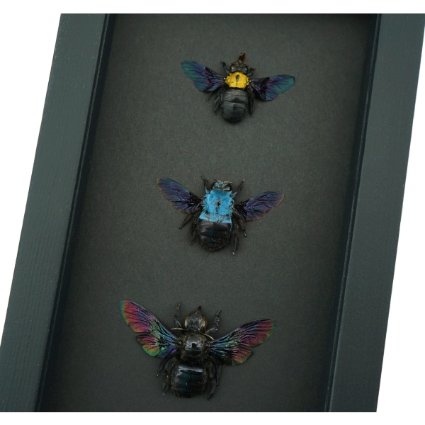 Blue Gold Rainbow Carpenter Bee Collection Xylocopa caerulea confusa latipes Female Framed Moonlight Display