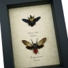 Gold Carpenter Bee Red Devil Cicada Set Framed Insect Taxidermy Display