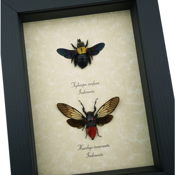 Gold Carpenter Bee Red Devil Cicada Set Framed Insect Taxidermy Display