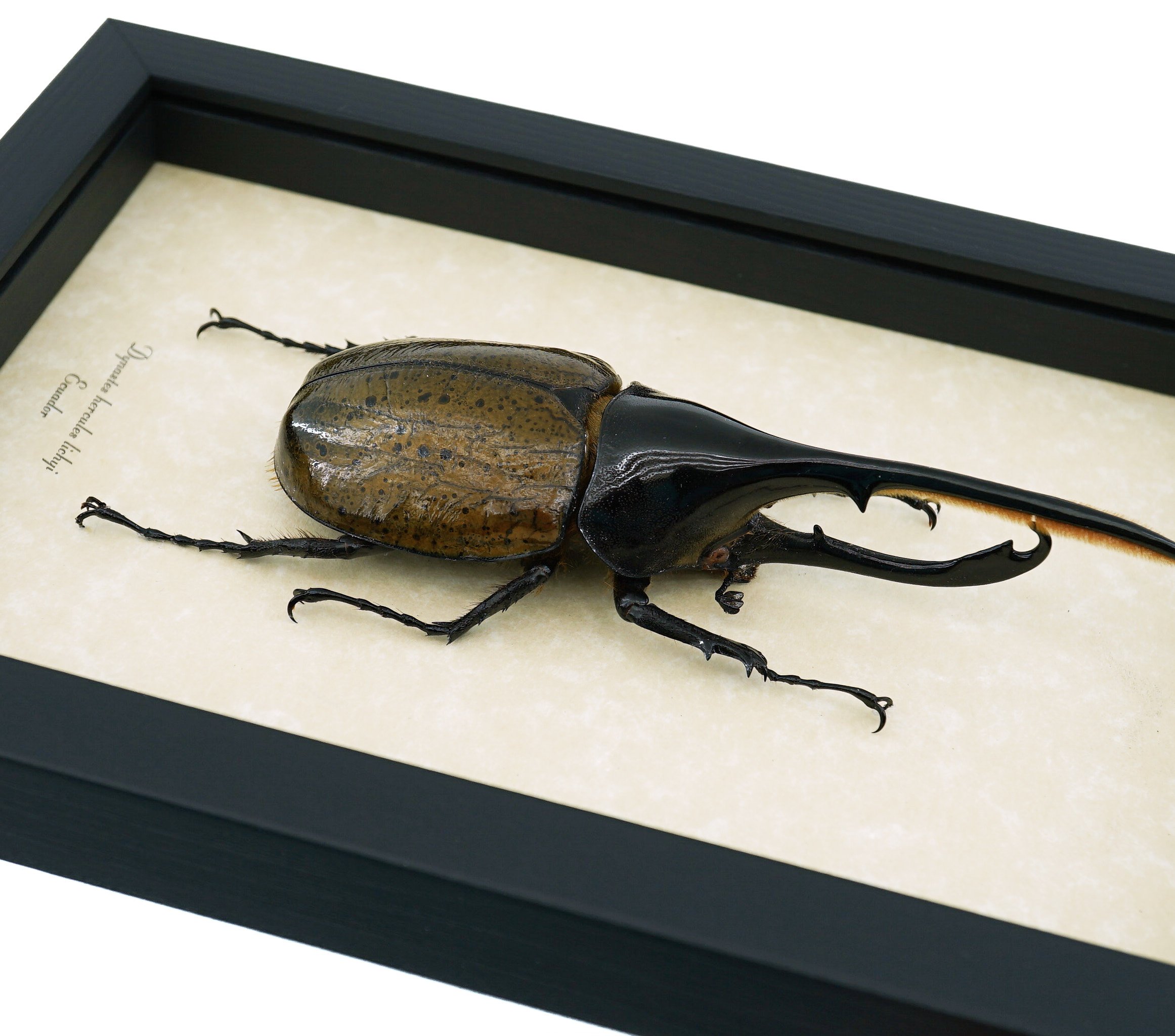 Giant Hercules Beetle Dynastes hercules septentrionalis 115mm