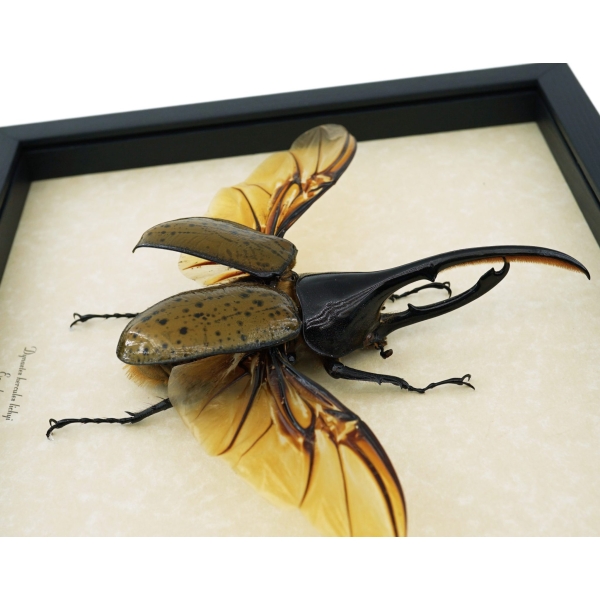 Giant Hercules Beetle Flying Dynastes hercules lichyi 138mm Rare Framed Taxidermy Display