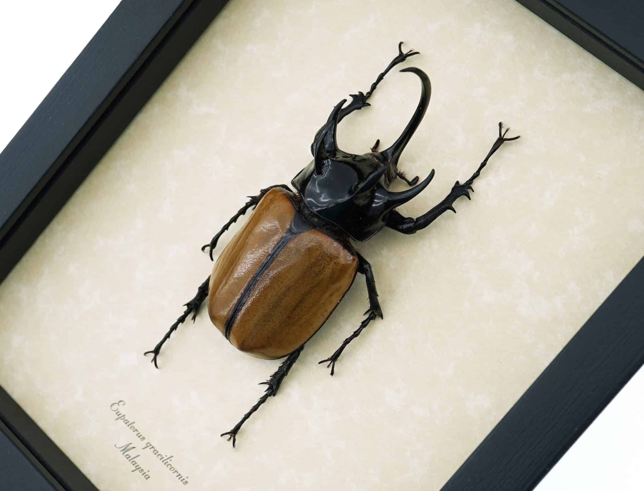Real Horned Beetle Specimen - Handmade Taxidermy Bug Art, Vietnam, Gothic Curio