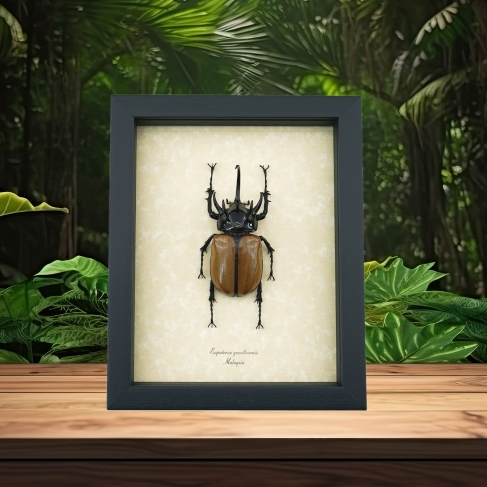 Eupatorus Gracilicornis 5 Horned Beetle Framed Taxidermy Display Eupatorus Gracilicornis 5 Horned Beetle Framed Taxidermy Display
