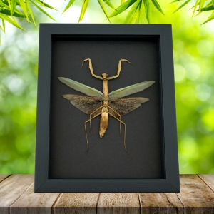 Tenodera sinensis Large Mottled Praying Mantis Framed Insect Taxidermy Moonlight Display